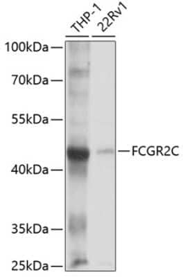 Western Blot: FCGR2C AntibodyBSA Free [NBP3-05032]