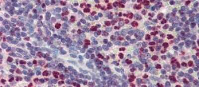 Immunohistochemistry-Paraffin: FCHO1 Antibody [NBP1-79578]