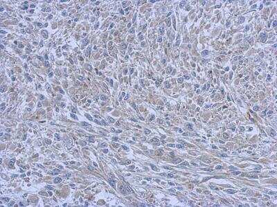 Immunohistochemistry-Paraffin: FCHO1 Antibody [NBP2-16458]