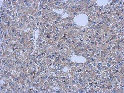 Immunohistochemistry-Paraffin: FCHO1 Antibody [NBP2-16458]