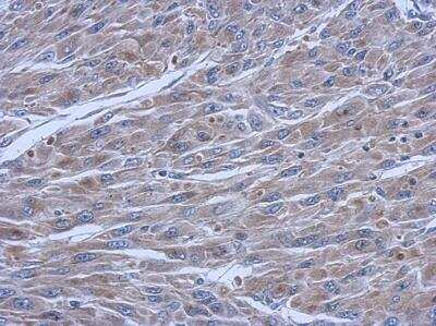 Immunohistochemistry-Paraffin: FCHO1 Antibody [NBP2-16458]