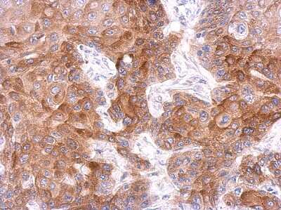 Immunohistochemistry-Paraffin: FCHO1 Antibody [NBP2-16459]