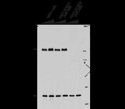 Western Blot: FCHO2 Antibody [NBP2-32694]