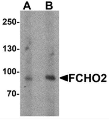 Western Blot: FCHO2 AntibodyBSA Free [NBP2-81825]