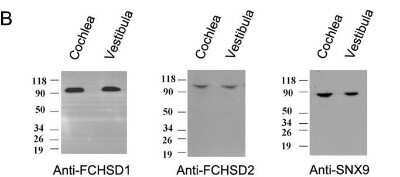 Western Blot: FCHSD1 Antibody (4G4) [H00089848-M01]