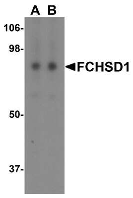 Western Blot: FCHSD1 AntibodyBSA Free [NBP2-41137]