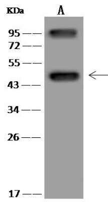 Western Blot: FCHSD1 Antibody [NBP3-12654]