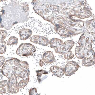 Immunohistochemistry-Paraffin: FCHSD2 Antibody [NBP1-81479]