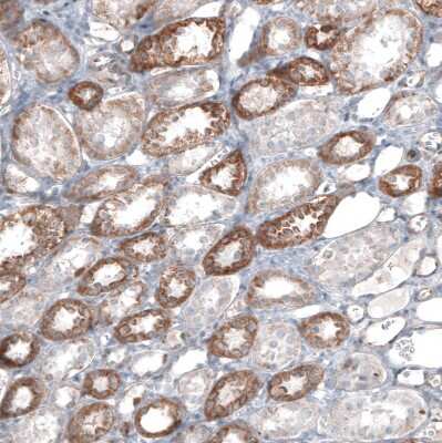 Immunohistochemistry-Paraffin: FCHSD2 Antibody [NBP1-81479]