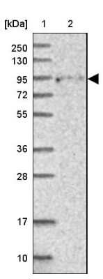 Western Blot: FCHSD2 Antibody [NBP2-38415]