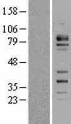 Western Blot: FCHSD2 Overexpression Lysate [NBL1-10661]