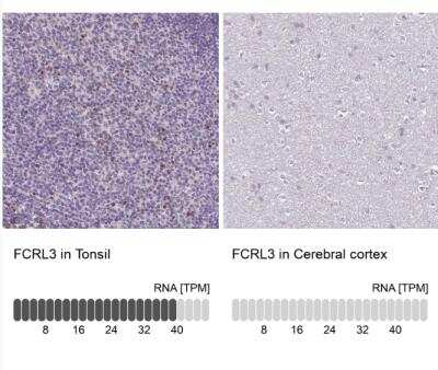 Immunohistochemistry-Paraffin: FCRL3/FcRH3 Antibody [NBP2-62615]