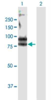 Western Blot: FCRL3/FcRH3 Antibody [H00115352-B01P-50ug]