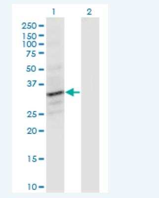 Western Blot: FCRLB/FCRY Antibody (2F8) [H00127943-M01-100ug]