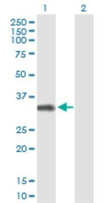 Western Blot: FCRLB/FCRY Antibody [H00127943-B01P]