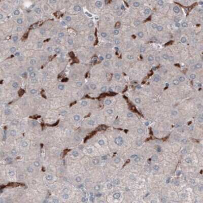 Immunohistochemistry-Paraffin: FCRN/FCGRT Antibody (CL3638) [NBP2-61626]