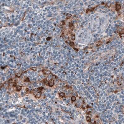 Immunohistochemistry-Paraffin: FCRN/FCGRT Antibody (CL3640) [NBP2-61627]