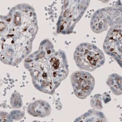 Immunohistochemistry-Paraffin: FCRN/FCGRT Antibody (CL3640) [NBP2-61627]