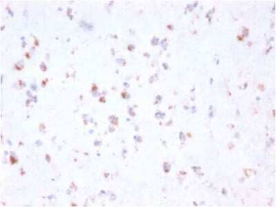 Immunohistochemistry-Paraffin: FCRN/FCGRT Antibody (FCGRT/2932) - Azide and BSA Free [NBP3-08224]