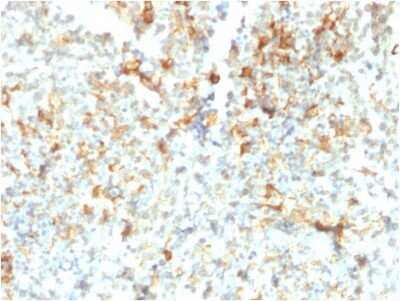 Immunohistochemistry-Paraffin: FCRN/FCGRT Antibody (FCGRT/2932) - Azide and BSA Free [NBP3-08224]