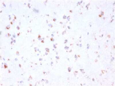 Immunohistochemistry-Paraffin: FCRN/FCGRT Antibody (FCGRT/2932) [NBP3-07228]