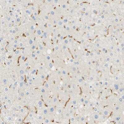 Immunohistochemistry-Paraffin: FCRN/FCGRT Antibody [NBP1-89128]