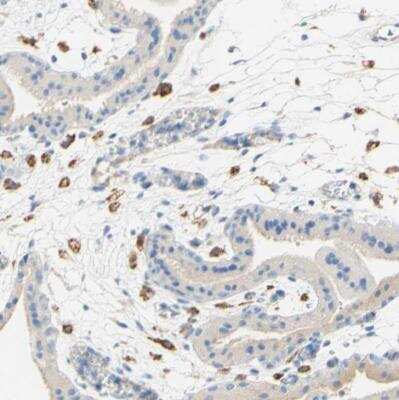 Immunohistochemistry-Paraffin: FCRN/FCGRT Antibody [NBP1-89128]