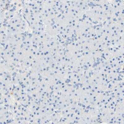 Immunohistochemistry-Paraffin: FCRN/FCGRT Antibody [NBP1-89128]