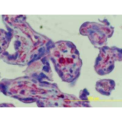 Immunohistochemistry-Paraffin: FCRN/FCGRT Antibody [NBP1-89128]