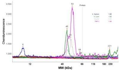Simple Western: FCRN/FCGRT Antibody [NBP1-89128]