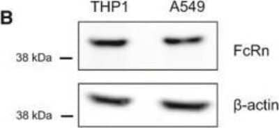 Western Blot: FCRN/FCGRT Antibody [NBP1-89128]