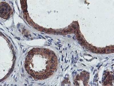 Immunohistochemistry-Paraffin: FDFT1 Antibody (OTI2F10) [NBP2-01170]