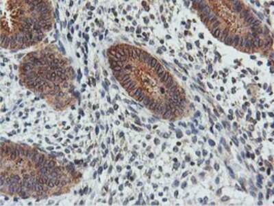 Immunohistochemistry-Paraffin: FDFT1 Antibody (OTI2F10) [NBP2-01170]