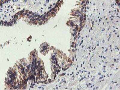 Immunohistochemistry-Paraffin: FDFT1 Antibody (OTI2F10) [NBP2-01170]