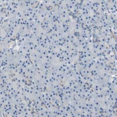 Immunohistochemistry-Paraffin: FDFT1 Antibody [NBP1-89560]
