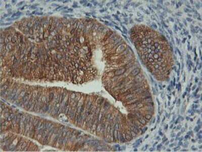 Immunohistochemistry: FDFT1 Antibody (OTI2F10) - Azide and BSA Free [NBP2-70715]