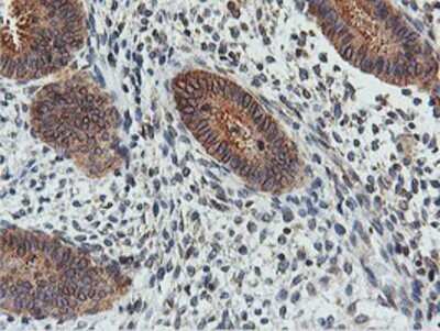 Immunohistochemistry: FDFT1 Antibody (OTI2F10) - Azide and BSA Free [NBP2-70715]