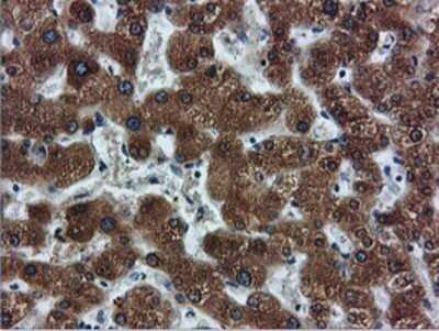 Immunohistochemistry: FDFT1 Antibody (OTI2F10) - Azide and BSA Free [NBP2-70715]