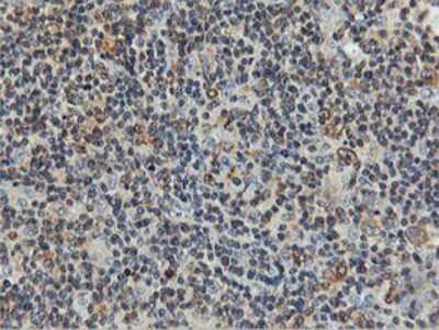 Immunohistochemistry: FDFT1 Antibody (OTI2F10) - Azide and BSA Free [NBP2-70715]