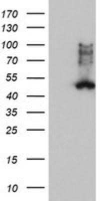 Western Blot: FDFT1 Antibody (OTI2F10)Azide and BSA Free [NBP2-70715]