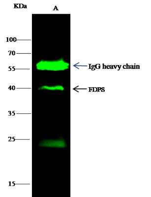 Immunoprecipitation: FDPS Antibody (002) [NBP2-90197]