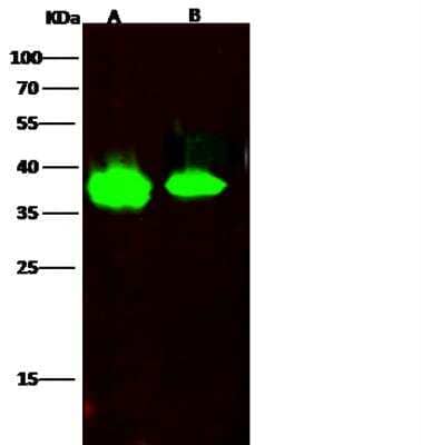 Western Blot: FDPS Antibody (002) [NBP2-90197]