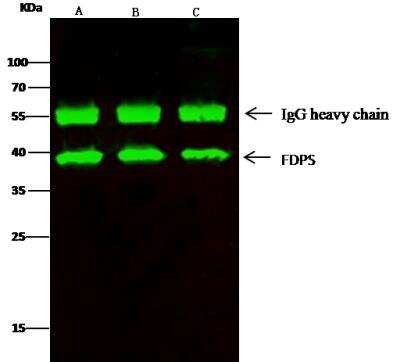 Immunoprecipitation: FDPS Antibody (005) [NBP2-90198]