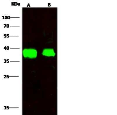 Western Blot: FDPS Antibody (005) [NBP2-90198]