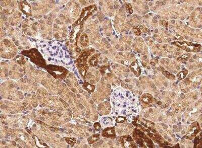 Immunohistochemistry-Paraffin: FDPS Antibody [NBP2-98461]