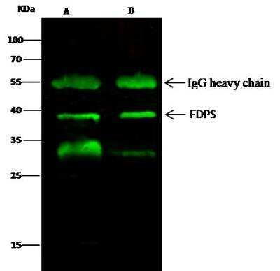 Immunoprecipitation: FDPS Antibody [NBP2-98461]