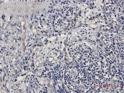 Immunohistochemistry-Paraffin: FDPS Antibody (S07-2G6) [NBP3-19632]