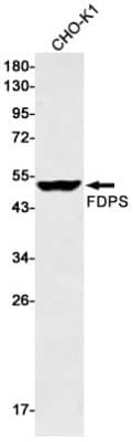 Western Blot: FDPS Antibody (S07-2G6) [NBP3-19632]