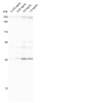 Simple Western: FDPS Antibody [NBP2-16463]
