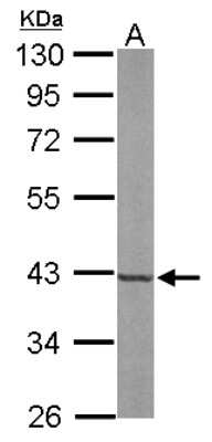 Western Blot: FDPS Antibody [NBP2-16463]